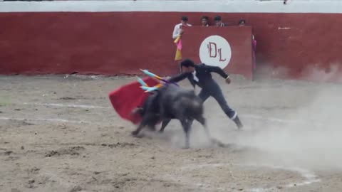 Bulls fighting / Matadors Toreador/ A rena