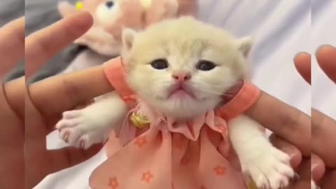 #cute cat #cat #catlove #catlover #viral #funnyvideos #cartoon