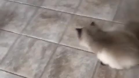 cat gets toy snake stuck in it's tail and freaks out