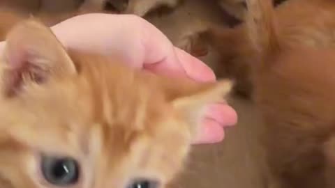 Cute Cat Mewoing