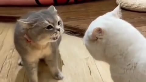 Two funny cat talks 😀