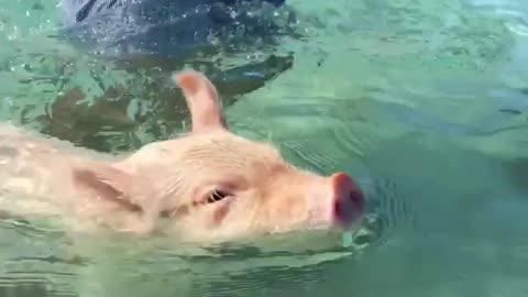 Piglet takes swimming lessons in Bahamas