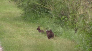 Bobcat Hunting a Rabbit