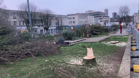 Overnight Plymouth’s Conservative council chopped down nearly 100 trees for 5G