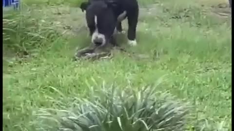 My_Neighbor_s_Super_Brave_Dog_Against_Huge_Snake(7