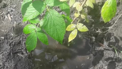 How the holes saved raspberries