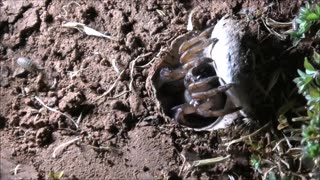 Trapdoor Spider Meats The Moth