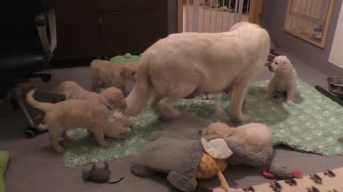 How an experienced dog mother teaches her 8 weeks old puppies to be calm.