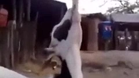 funny video;funny drunk goats