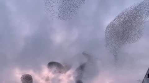 Starlings create stunning spectacle with 'dance' during sunset murmuration