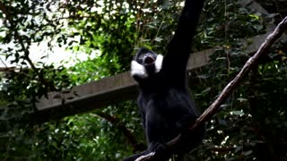 Monkey Siamang