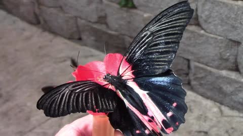 Multiple Butterflies Literally Eating Out Of My Hand