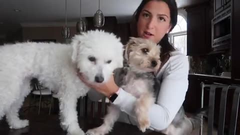 meet & wash my dogs w me! 🧼🐶 is this a vlog giuliana