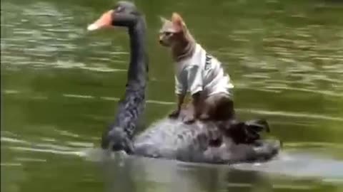 Since Arashi is a good cat and duck can get along like this