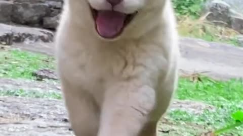 Cute puppy