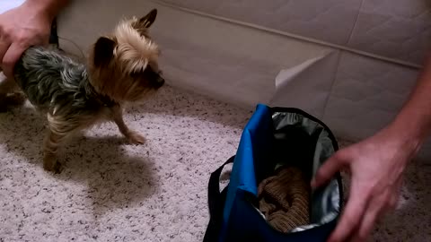 Teacup Yorkie plays in a lunchbox