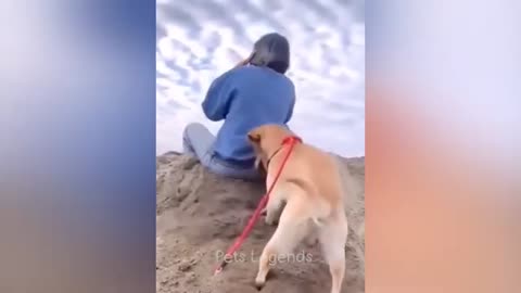 Cute Funniest Cat and Dog 2024