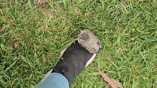 Baby Bird Receives Ride to Safety Perched on Foot