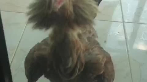 An angry gamecock in Cebu