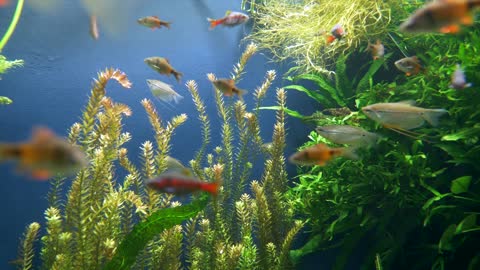 Nice view of fish