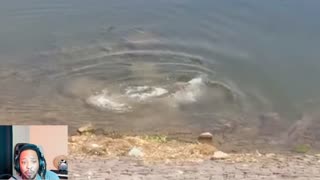 Jaws of Death: Stray Dog's Terrifying Encounter with Crocodile!