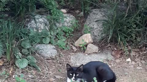 Cat resting in the woods