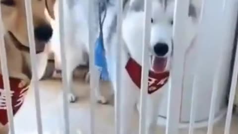 Funny Dog