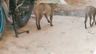 Two black Jurua brothers are roaming together