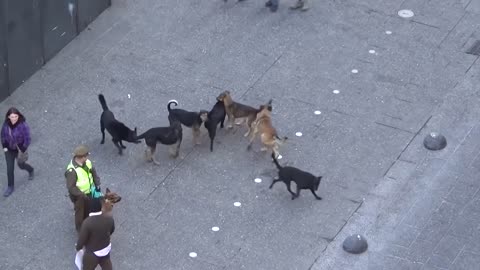 Must See!! Police Dog Attacked By Pack Of Stray Dogs