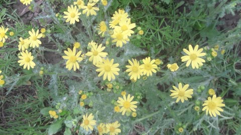 Unknown flowers