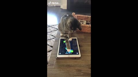 Funny video cat