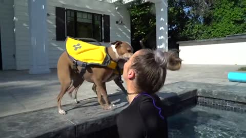 Training Dogs on How to Swim