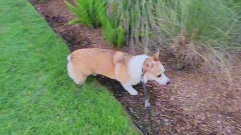 Our corgi puppy has to sniff everything during our walks! 🐶