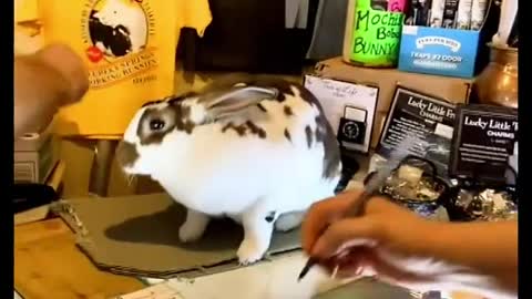 Working Bunny Helps Cashier