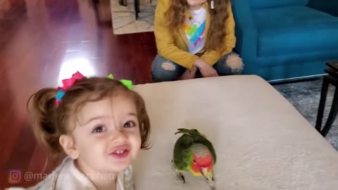 Cute Parrots Doing Funny Things - 😍 Cutest Parrots In The World