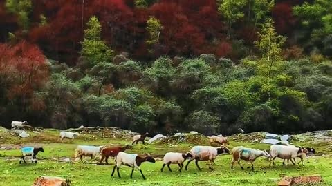 Outside the Long Pavilion, beside the ancient road, the grass is green... Can you sing this song