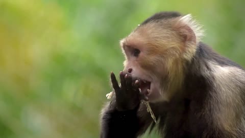 Viral animals - funny monkey video compilation with cute monkeys