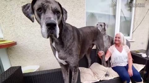 The Biggest Dogs in the World. | Comparison World