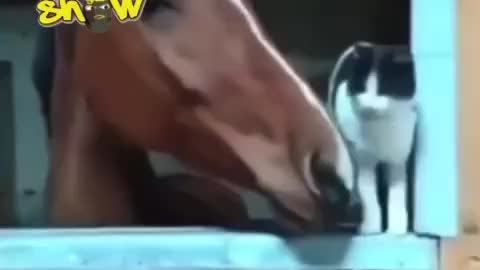 Caballo y gato