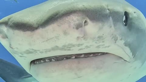 Shark Fish closeup