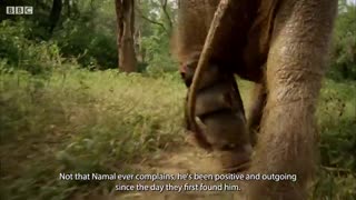 Wholesome Moments from the Natural World | BBC Earth