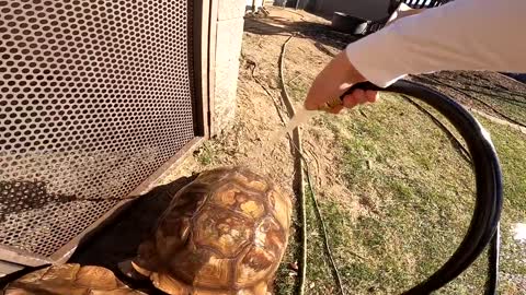 Feeding ALL My Tortoises! - Daily Routine-15