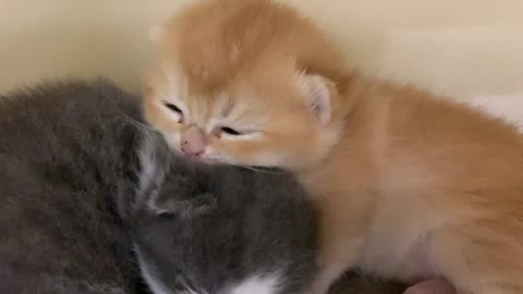 Mom cat calls the kitten to eat, but he wants to play with her