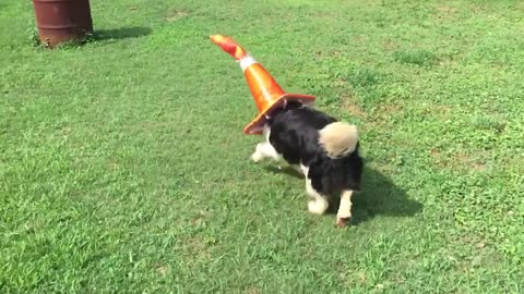 Cute dog playing with cone