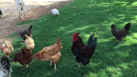 🐓 Roosters crowing/sound