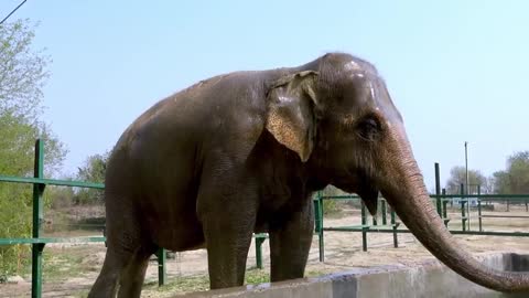 These elephants went from abuse and torture to freedom and joy.