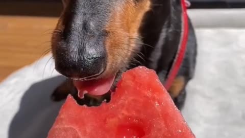 Watermelon is delicious! Thanks, Mom!