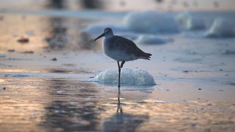 A Willet Resting