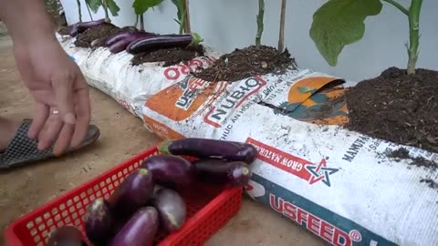 Why do Eggplant Grow In Bags Of Soil Have So Many Fruits