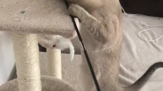 Kitty Makes a Not So Elegant Exit